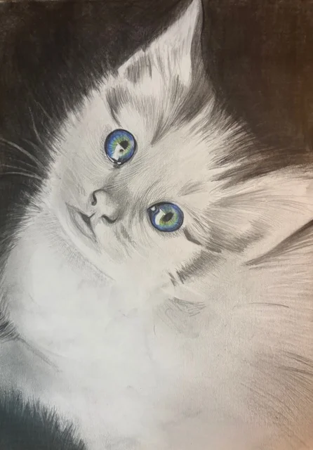 Portrait de chat, technique crayon graphite